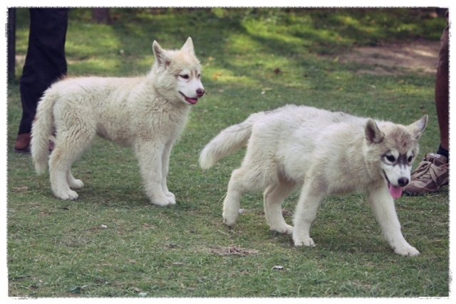 DogsIndia.com - Siberian Huskies - Shikara Huskies - Akershika Mishra