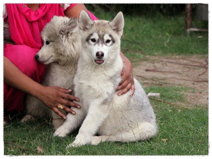 DogsIndia.com - Siberian Huskies - Shikara Huskies - Akershika Mishra