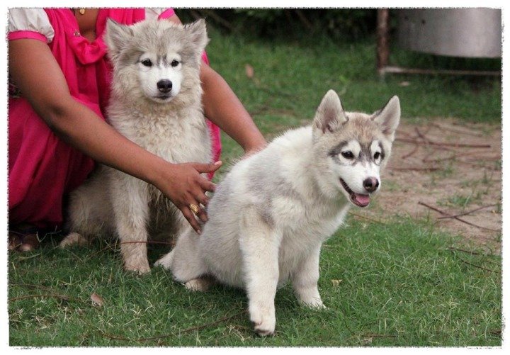 DogsIndia.com - Siberian Huskies - Shikara Huskies - Akershika Mishra