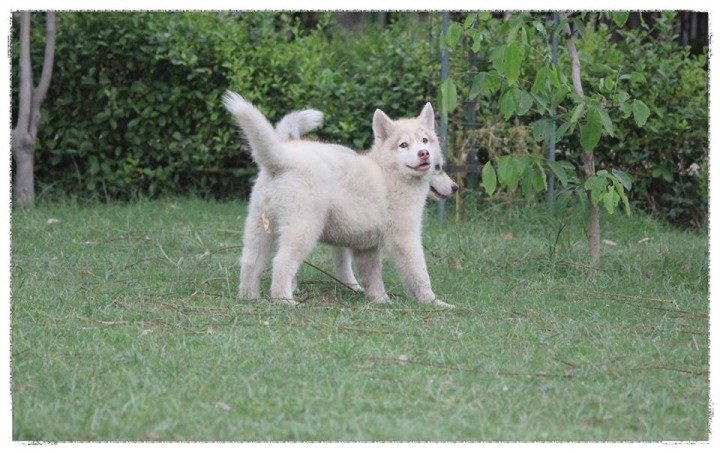 DogsIndia.com - Siberian Huskies - Shikara Huskies - Akershika Mishra