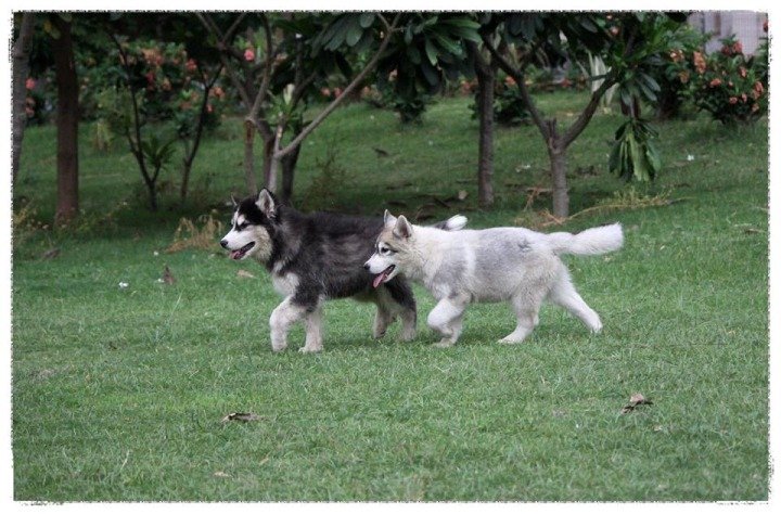 DogsIndia.com - Siberian Huskies - Shikara Huskies - Akershika Mishra