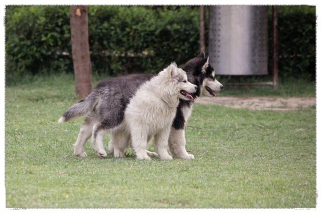 DogsIndia.com - Siberian Huskies - Shikara Huskies - Akershika Mishra