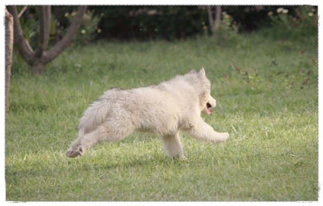 DogsIndia.com - Siberian Huskies - Shikara Huskies - Akershika Mishra