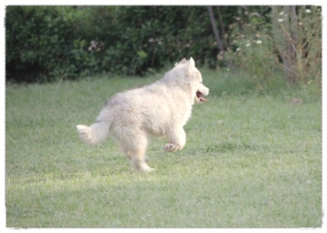 DogsIndia.com - Siberian Huskies - Shikara Huskies - Akershika Mishra