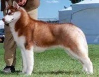 DogsIndia.com - Siberian Huskies - Shikara Huskies - Akershika