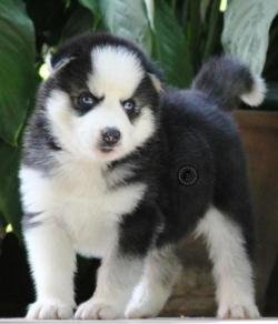 DogsIndia.com - Bangalore Huskies Club - Taranath