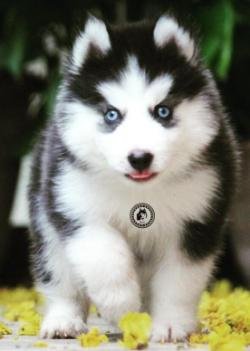 DogsIndia.com - Bangalore Huskies Club - Taranath