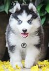 DogsIndia.com - Bangalore Huskies Club - Taranath