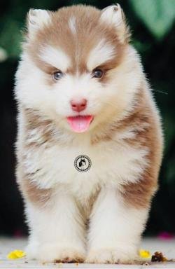 DogsIndia.com - Siberian Husky - Dr. Taranath
