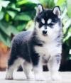 DogsIndia.com - Siberian Husky - Dr. Taranath
