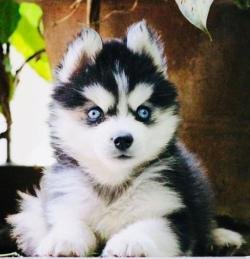 DogsIndia.com - Siberian Husky - Dr. Taranath