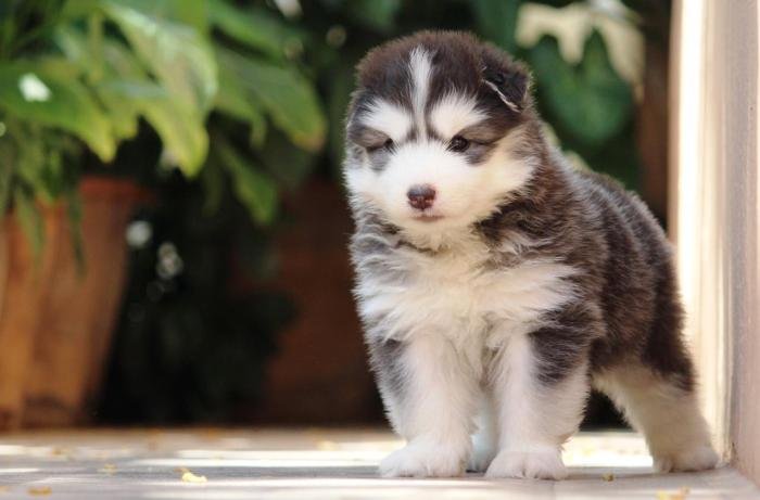 DogsIndia.com - Siberian Husky - Dr. Taranath