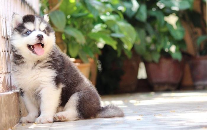 DogsIndia.com - Siberian Husky - Dr. Taranath