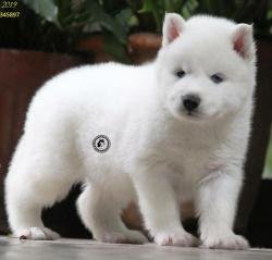 DogsIndia.com - Siberian Husky - Dr. Taranath