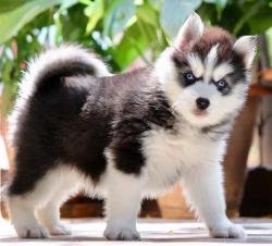 DogsIndia.com - Siberian Husky - Dr. Taranath