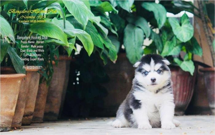 DogsIndia.com - Siberian Husky - Dr. Taranath