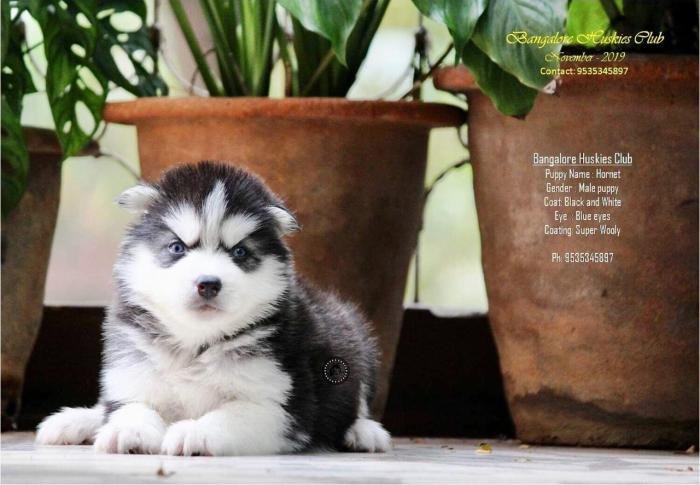 DogsIndia.com - Siberian Husky - Dr. Taranath