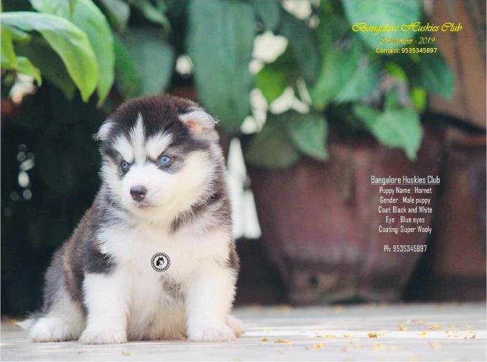 DogsIndia.com - Siberian Husky - Dr. Taranath