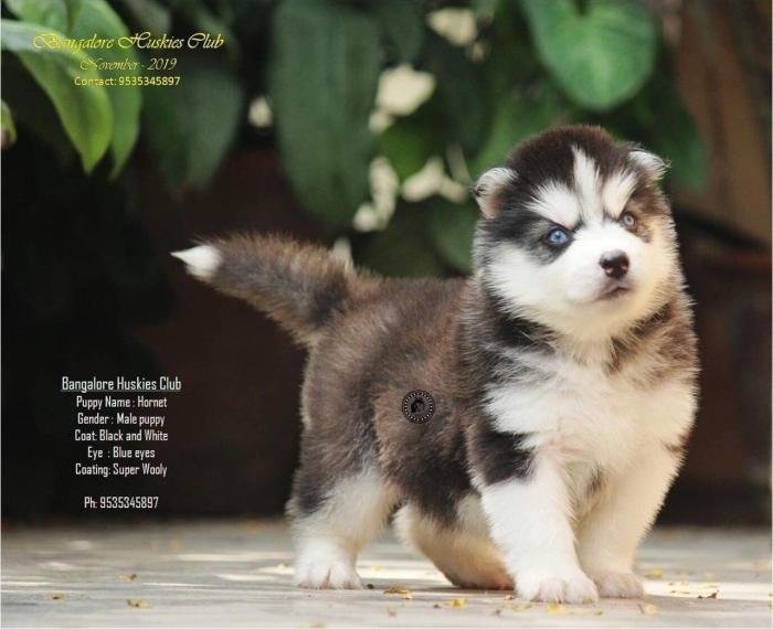 DogsIndia.com - Siberian Husky - Dr. Taranath