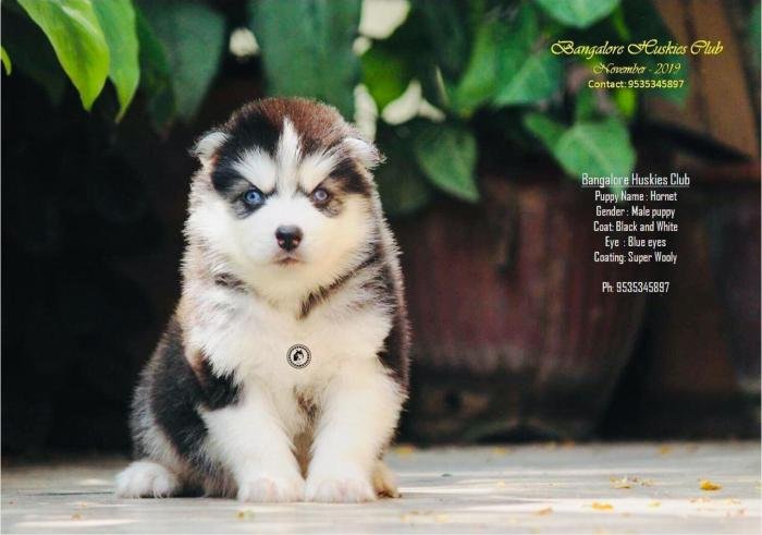 DogsIndia.com - Siberian Husky - Dr. Taranath
