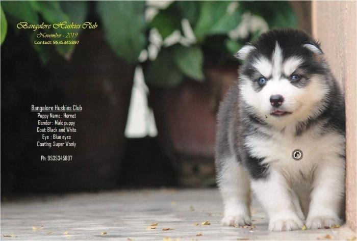 DogsIndia.com - Siberian Husky - Dr. Taranath