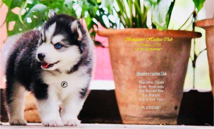 DogsIndia.com - Siberian Husky - Dr. Taranath