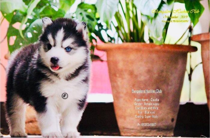 DogsIndia.com - Siberian Husky - Dr. Taranath