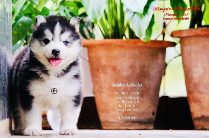 DogsIndia.com - Siberian Husky - Dr. Taranath