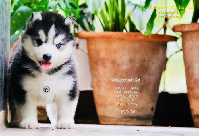 DogsIndia.com - Siberian Husky - Dr. Taranath