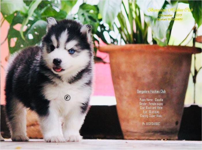 DogsIndia.com - Siberian Husky - Dr. Taranath