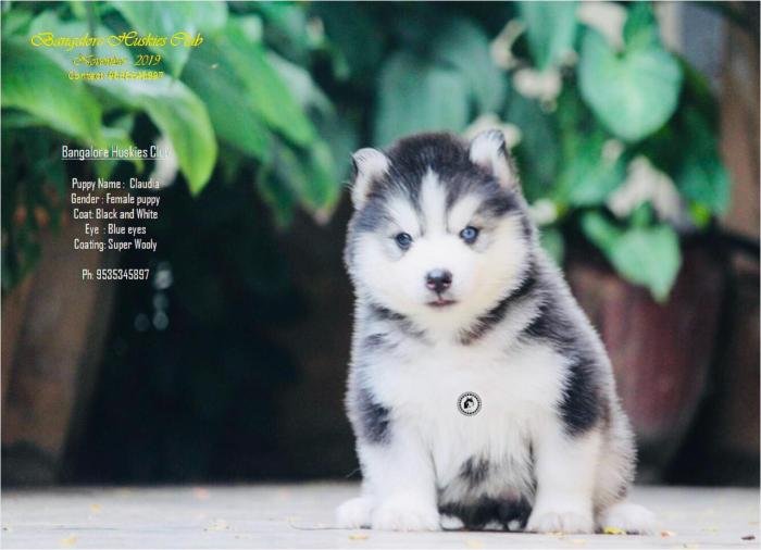 DogsIndia.com - Siberian Husky - Dr. Taranath