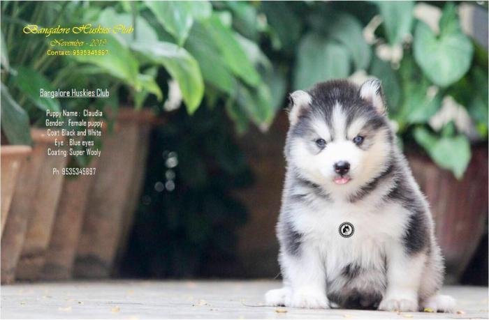 DogsIndia.com - Siberian Husky - Dr. Taranath