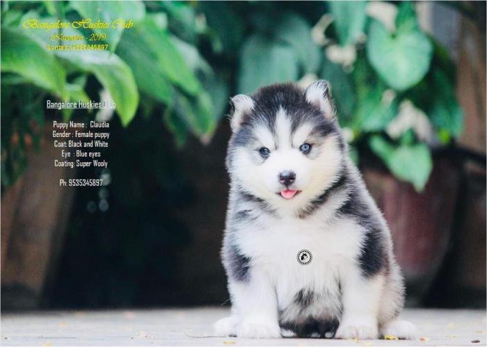 DogsIndia.com - Siberian Husky - Dr. Taranath