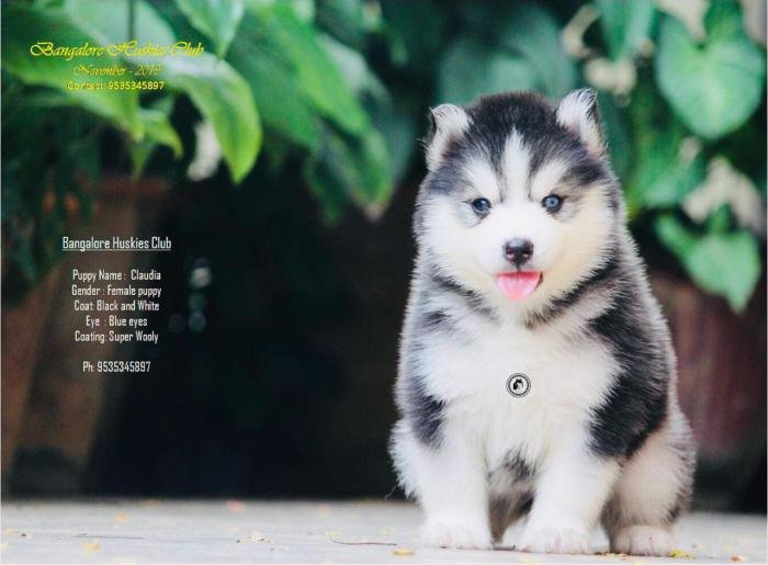 DogsIndia.com - Siberian Husky - Dr. Taranath