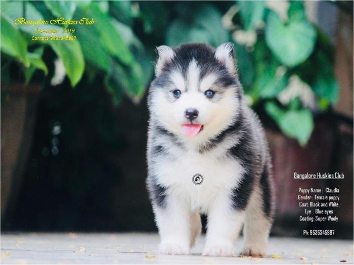 DogsIndia.com - Siberian Husky - Dr. Taranath