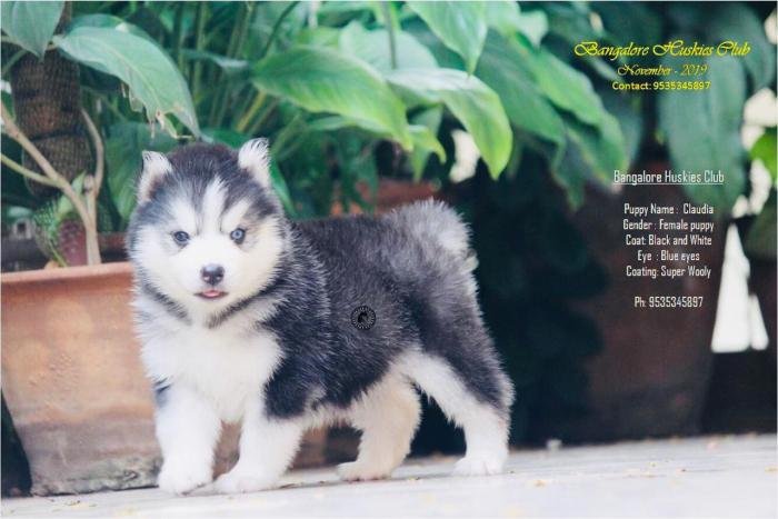 DogsIndia.com - Siberian Husky - Dr. Taranath
