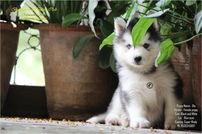 DogsIndia.com - Siberian Husky - Dr. Taranath