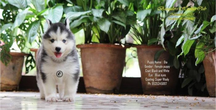 DogsIndia.com - Siberian Husky - Dr. Taranath