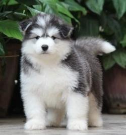 DogsIndia.com - Siberian Husky - Dr.Taranath