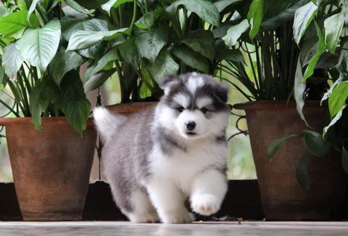 DogsIndia.com - Siberian Husky - Dr.Taranath