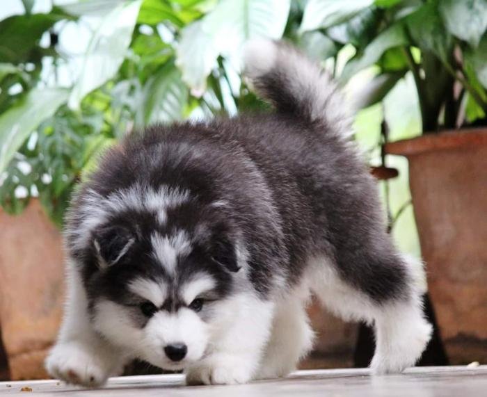DogsIndia.com - Siberian Husky - Dr.Taranath
