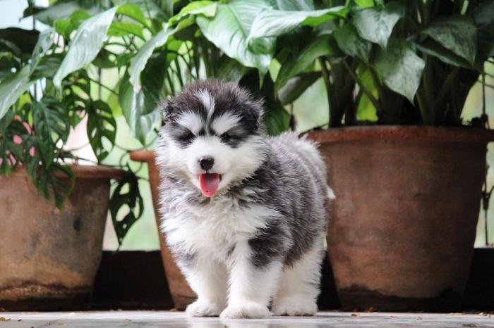 DogsIndia.com - Siberian Husky - Dr. Taranath