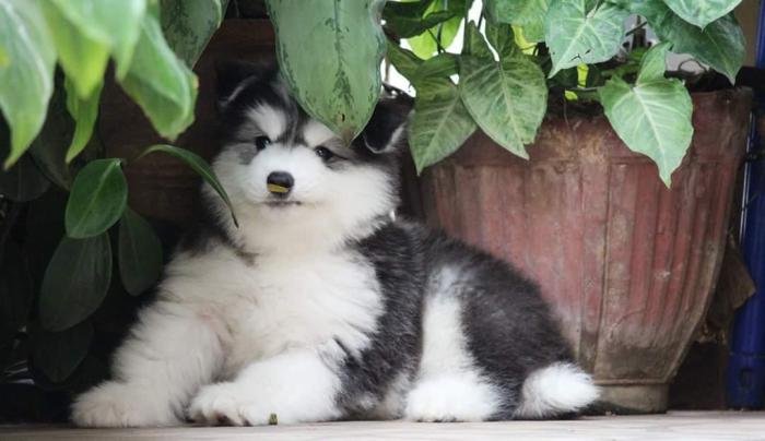 DogsIndia.com - Siberian Husky - Dr. Taranath
