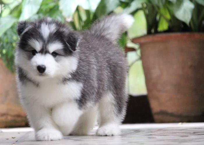 DogsIndia.com - Siberian Husky - Dr. Taranath