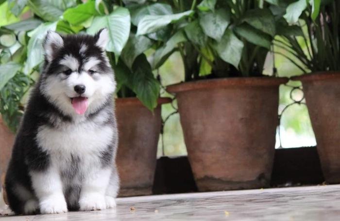 DogsIndia.com - Siberian Husky - Dr. Taranath