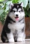DogsIndia.com - Siberian Husky - Dr. Taranath