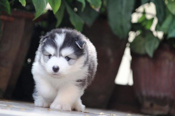 DogsIndia.com - Siberian Husky - Dr. Taranath
