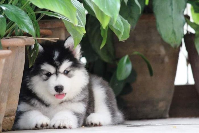 DogsIndia.com - Siberian Husky - Dr. Taranath