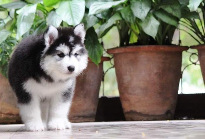 DogsIndia.com - Siberian Husky - Dr. Taranath