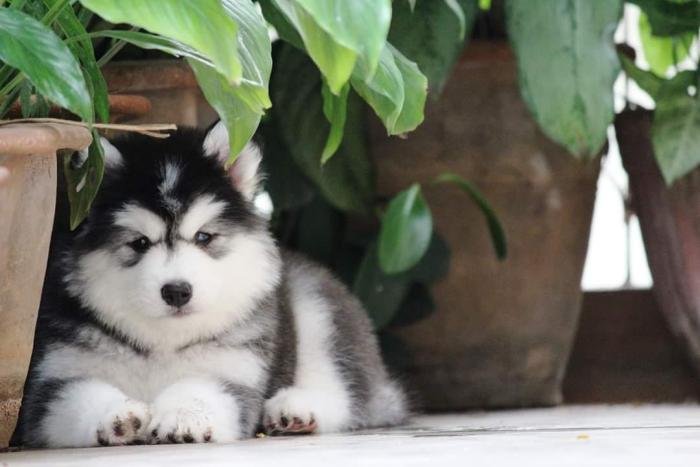 DogsIndia.com - Siberian Husky - Dr. Taranath